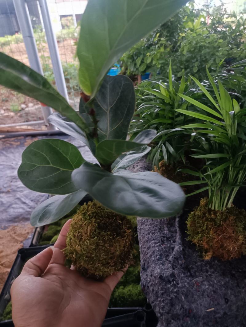 清香木富贵竹榕树