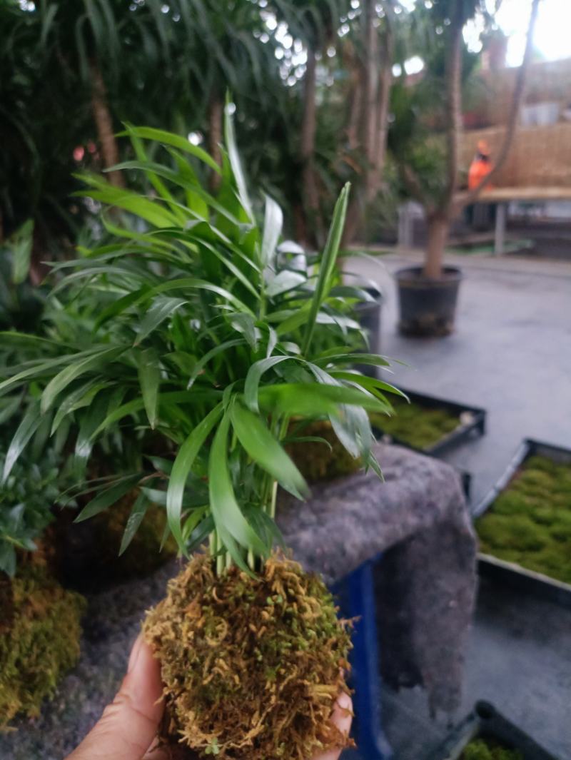 清香木富贵竹榕树
