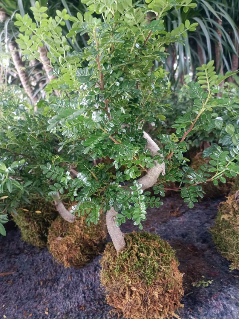 清香木富贵竹榕树