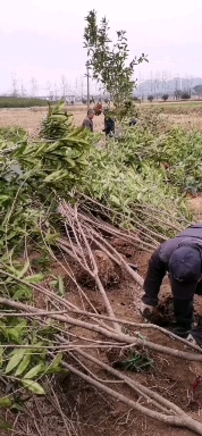 浙江精品金品桂花树：规格齐全：金品桂花大量供应，欢迎选购