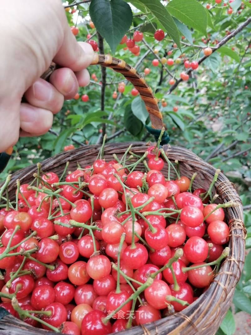 樱桃