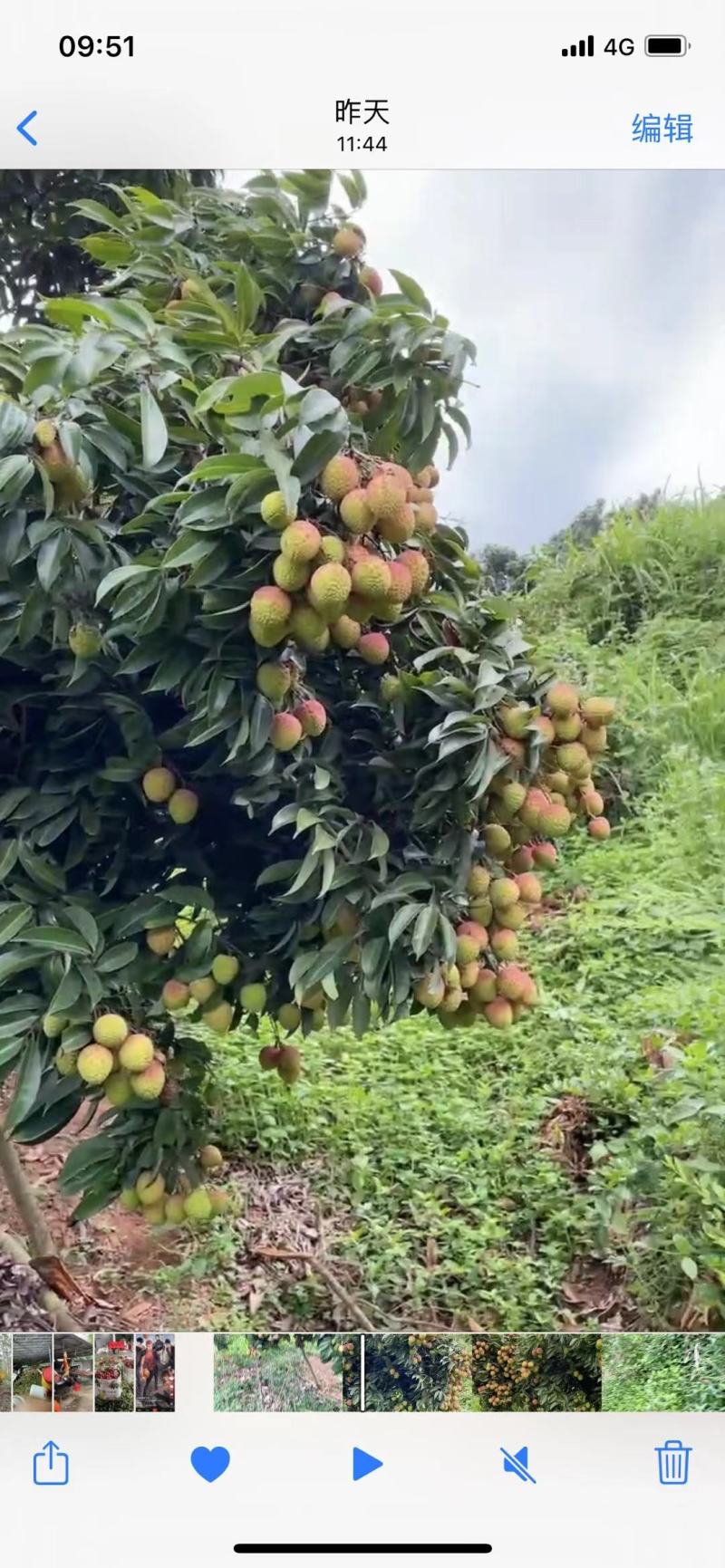 荔枝::龙眼