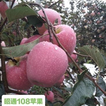 云南省昭通市108苹果早熟品种，代购代发货