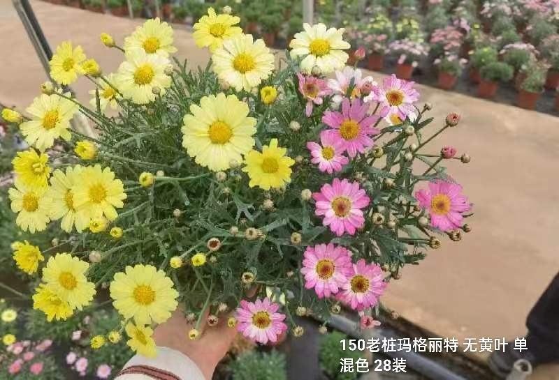 150老桩玛格丽特无黄叶单混色28装一箱实物实拍图