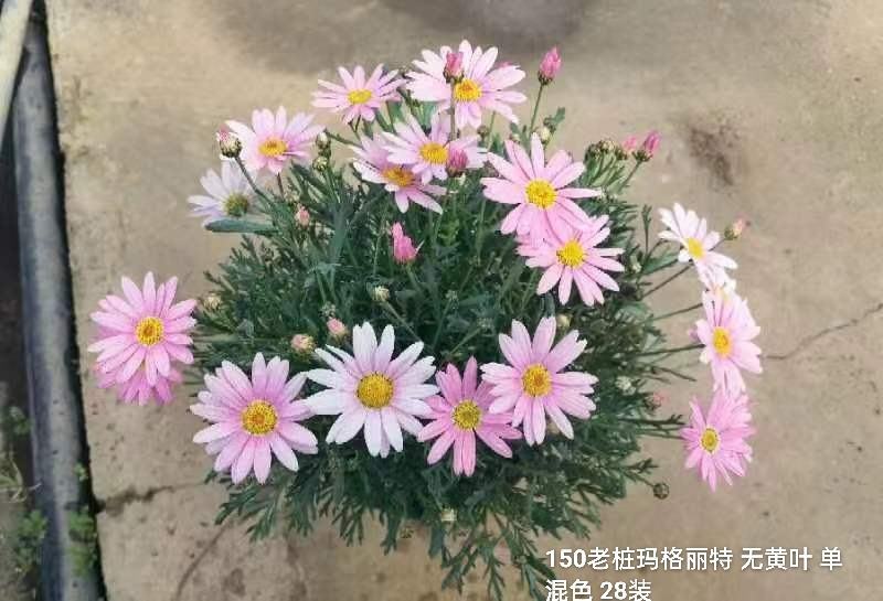 150老桩玛格丽特无黄叶单混色28装一箱实物实拍图