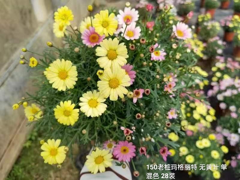 150老桩玛格丽特无黄叶单混色28装一箱实物实拍图