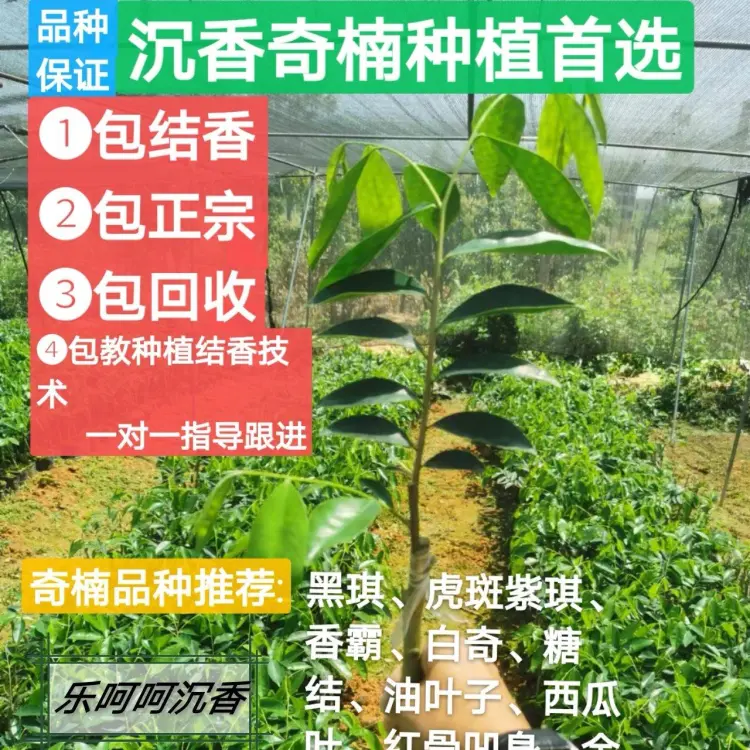 銘「白」　佐曽羅　聞香　香木　沈香　香道　奇南　伽南　沉香 沉香知识：史上最全的棋楠沉香知识总结，看完对奇楠沉香再也不