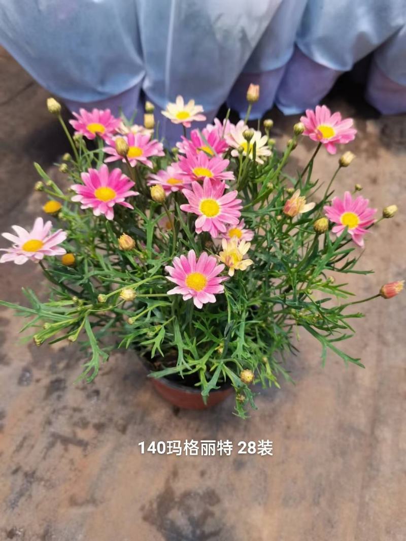 140#玛格丽特，多个色混装一箱28盆，6元一盆实物实拍