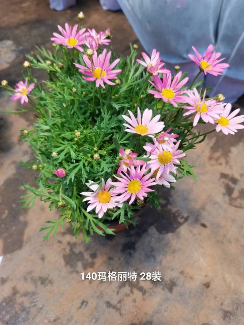 140#玛格丽特，多个色混装一箱28盆，6元一盆实物实拍