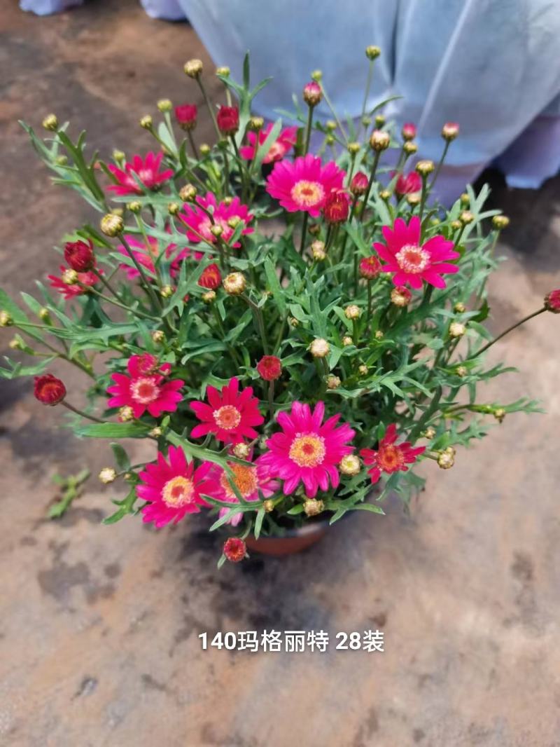 140#玛格丽特，多个色混装一箱28盆，6元一盆实物实拍