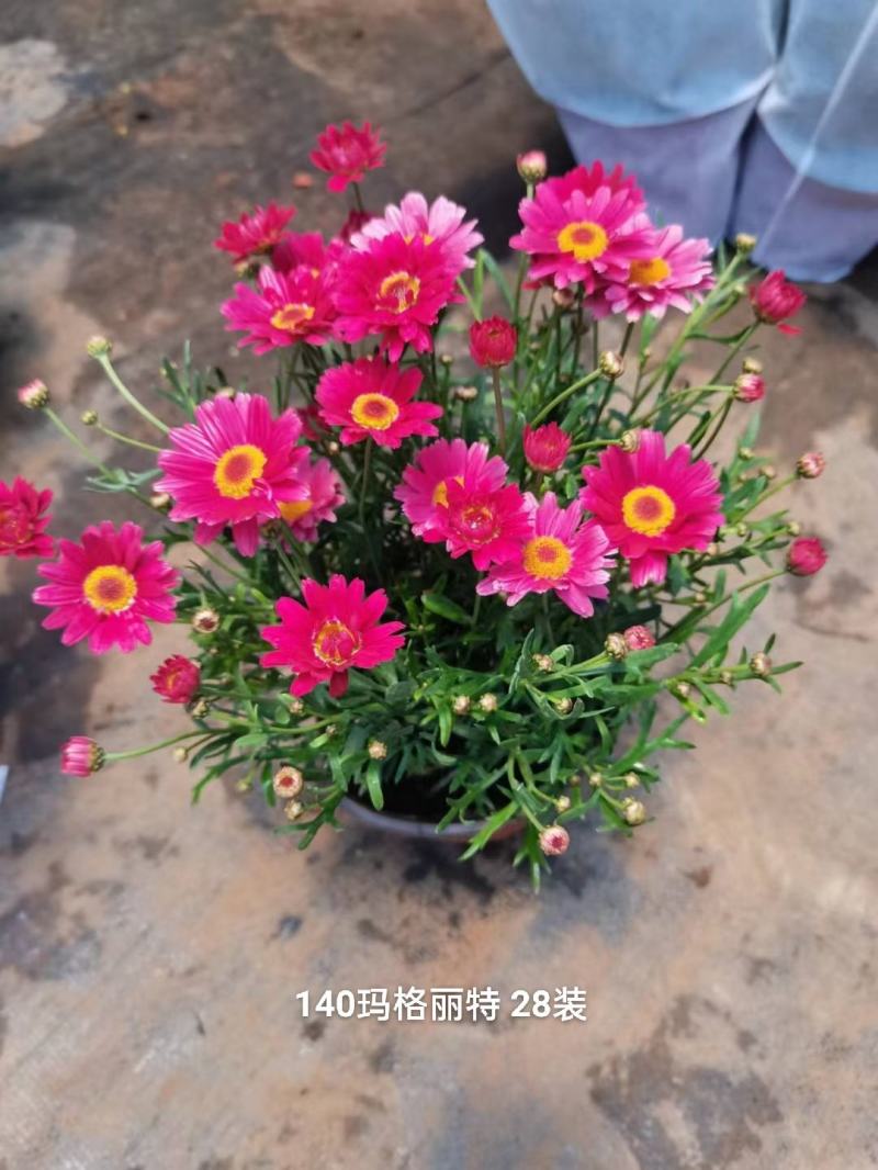 140#玛格丽特，多个色混装一箱28盆，6元一盆实物实拍