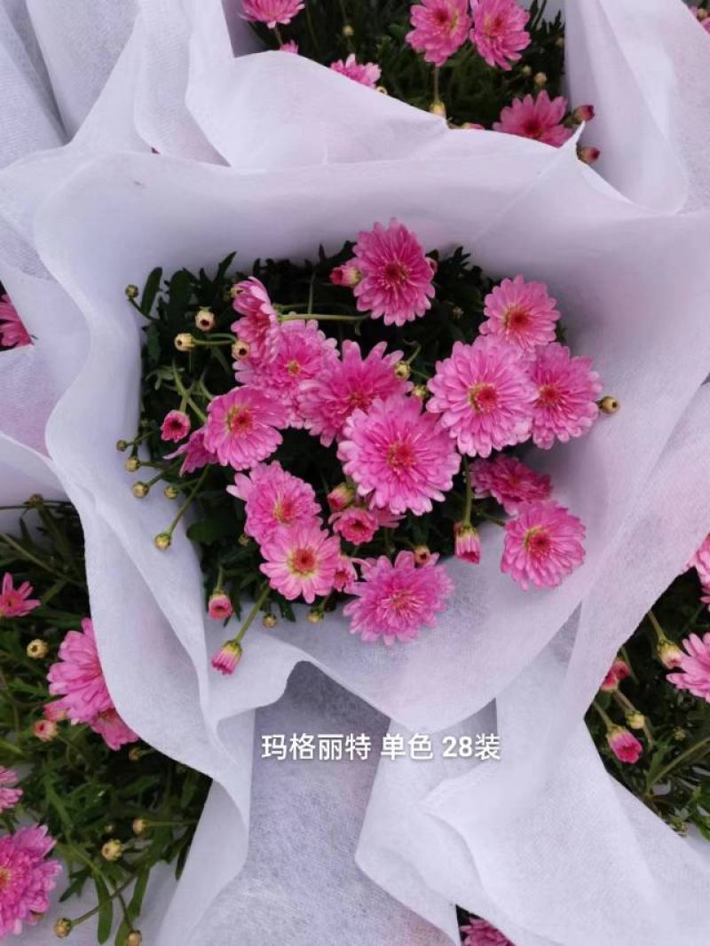 玛格丽特单色单瓣重瓣混装实物实拍图一箱28装5.8元一盆