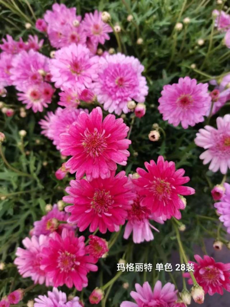 玛格丽特单色单瓣重瓣混装实物实拍图一箱28装5.8元一盆