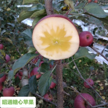 昭通冰糖心苹果,支持电商一件代发(现摘苹果)
