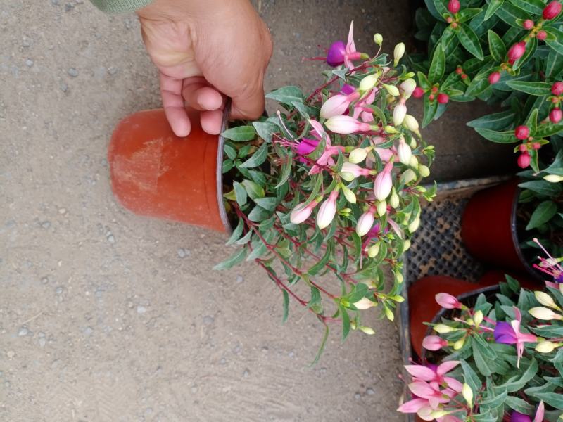 倒挂金钟，倒挂金钟盆花，山东到挂金钟