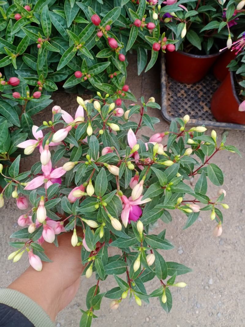 倒挂金钟，倒挂金钟盆花，山东到挂金钟