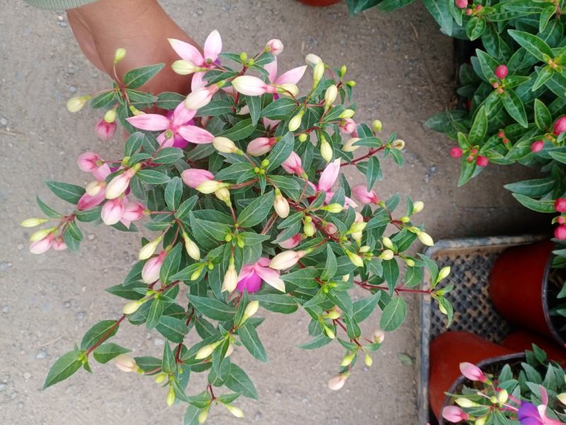 倒挂金钟，倒挂金钟盆花，山东到挂金钟