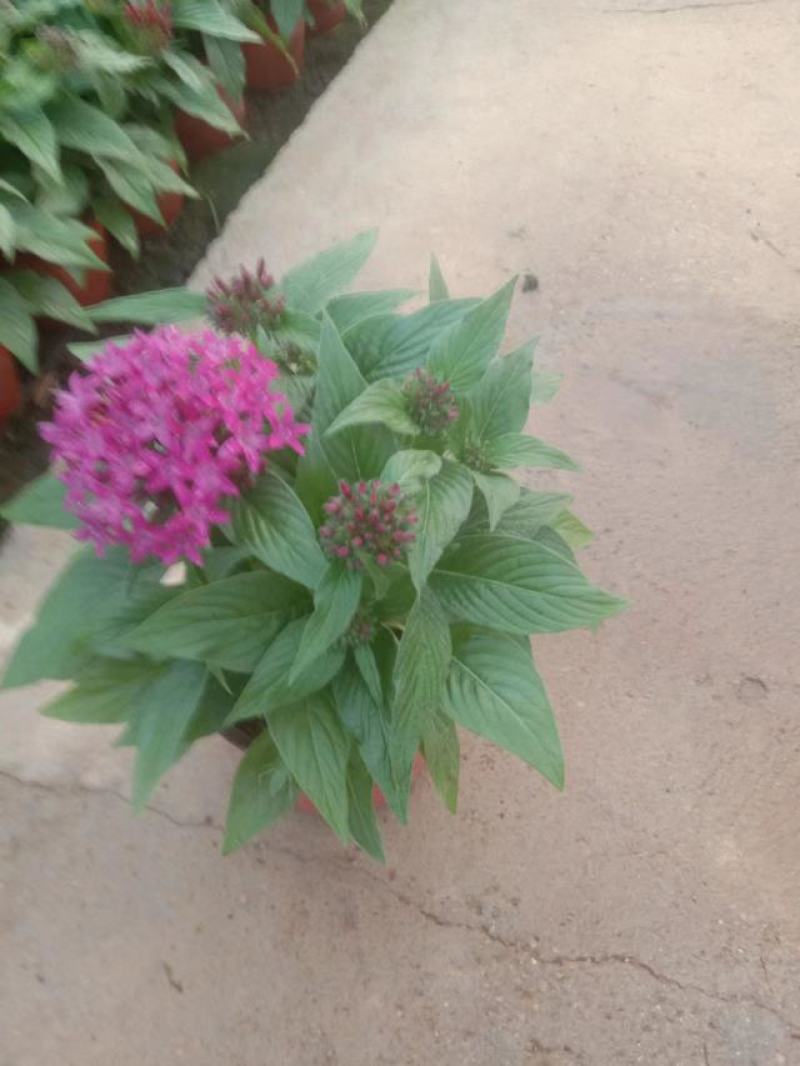 五星花，繁星花，五星花基地，繁星花基地，五星花苗，