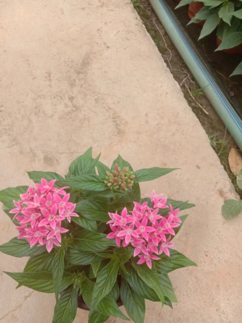 五星花，繁星花，五星花基地，繁星花基地，五星花苗，