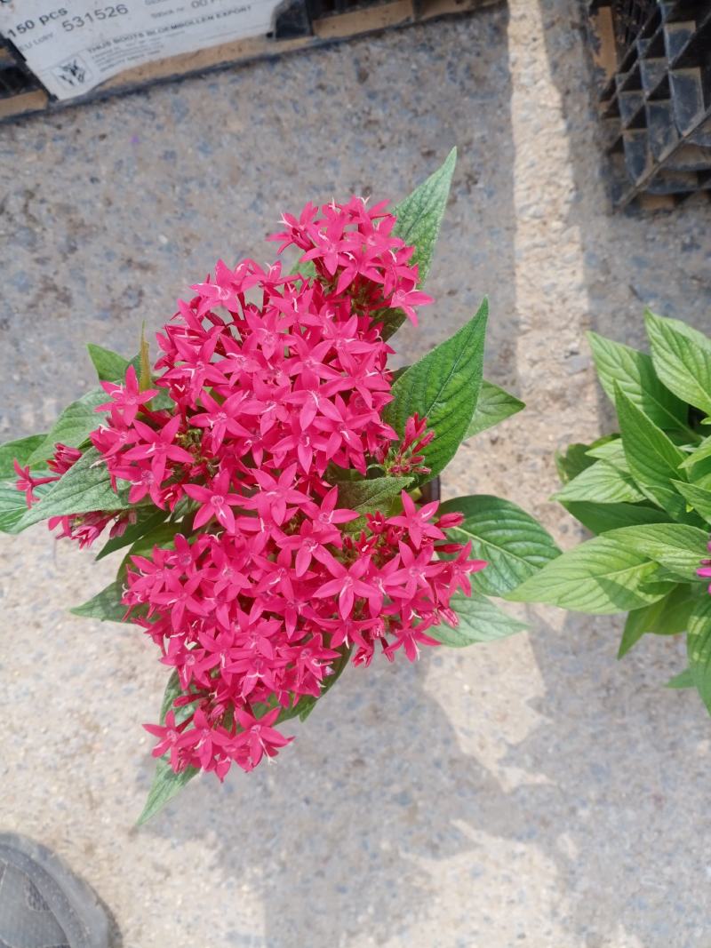 五星花，繁星花，五星花基地，繁星花基地，五星花苗，