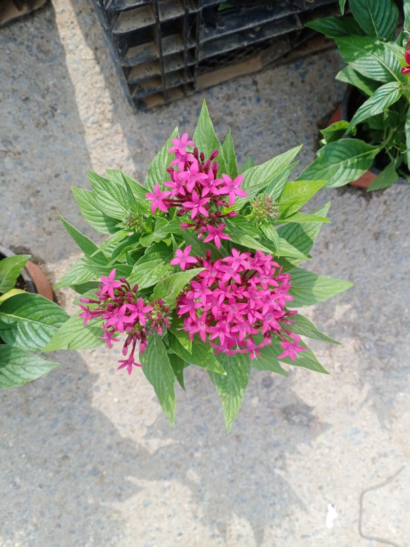 五星花，繁星花，五星花基地，繁星花基地，五星花苗，
