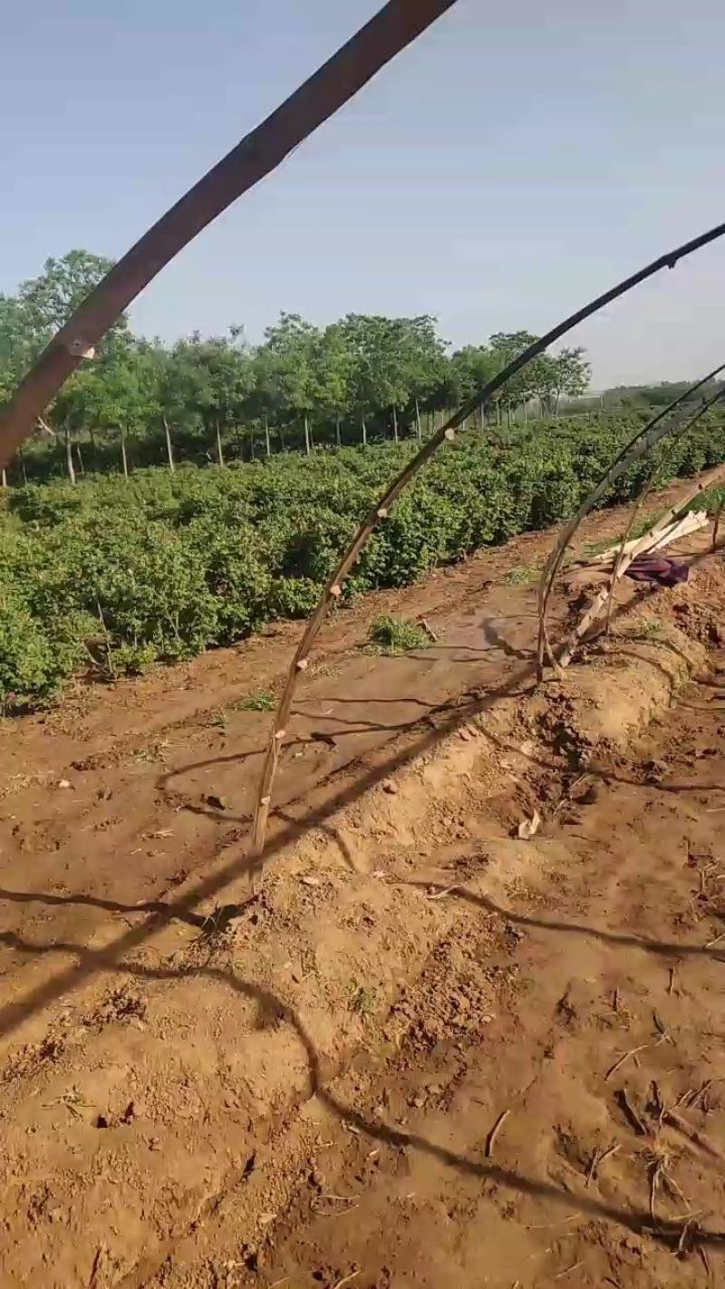 食用玫瑰苗营养杯当年苗可以走货了
