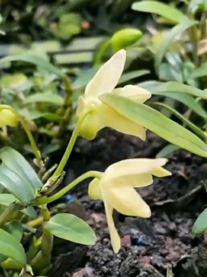 龙门原种米斛精选干花，过硬品质好口感纯甜