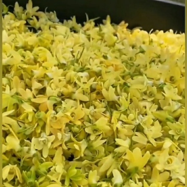 龙门原种米斛精选干花，过硬品质好口感纯甜