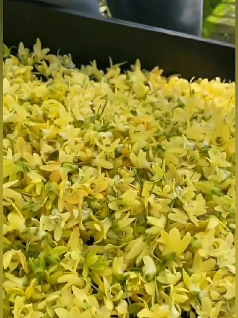 龙门原种米斛精选干花，过硬品质好口感纯甜