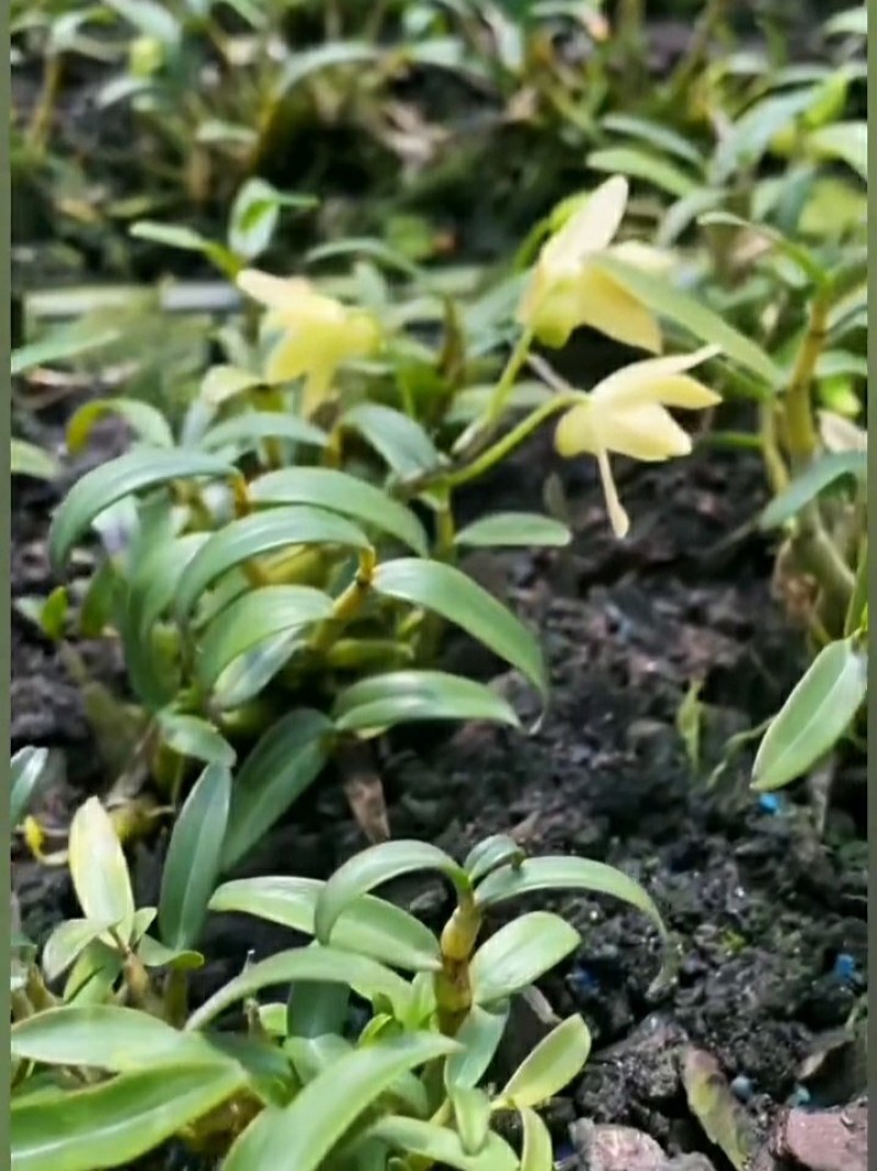 龙门原种米斛精选干花，过硬品质好口感纯甜