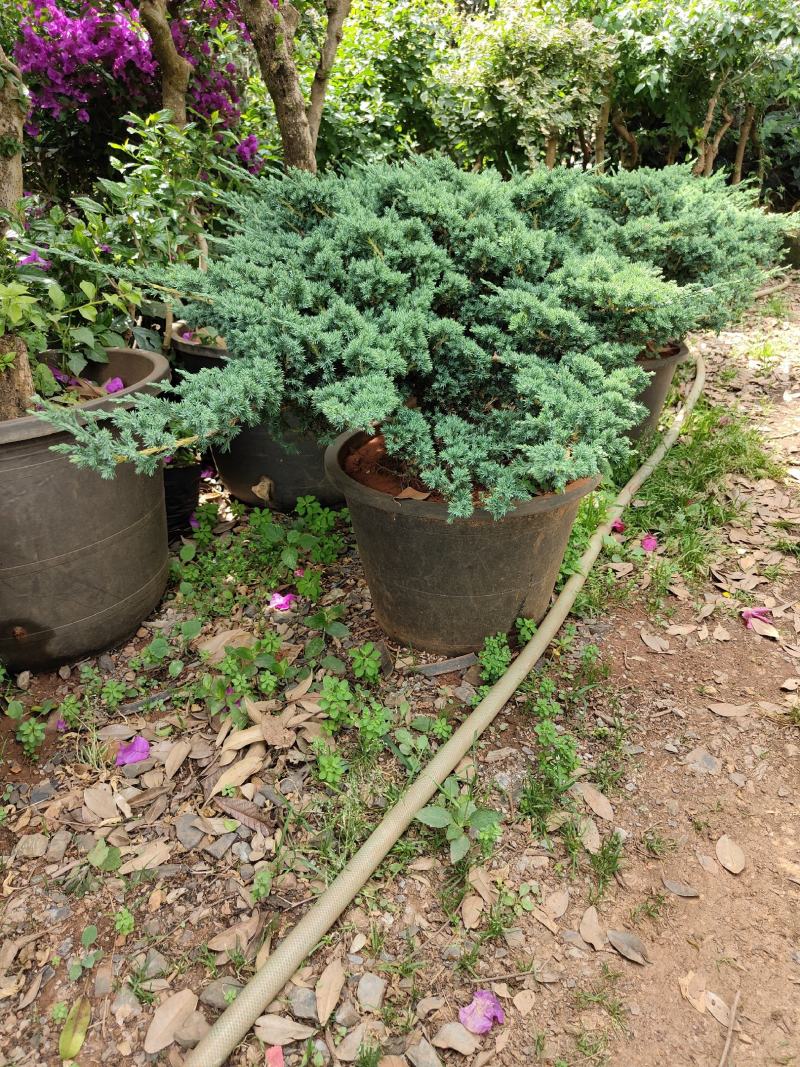 铺地柏铺地柏云南基地直供纯一手货源规格齐全