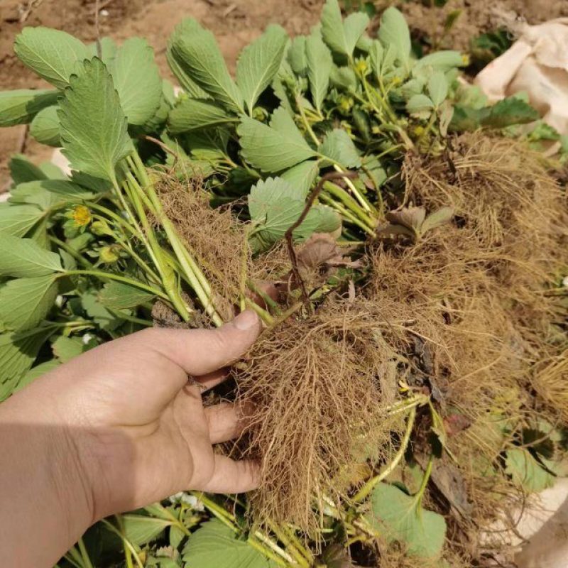 穴盘草莓种苗妙香7号天仙醉章姬宁玉草莓苗