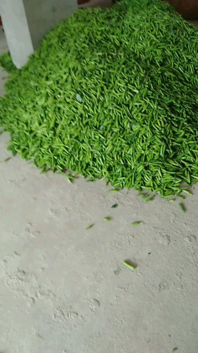 豌豆角盛产基地，欢迎各地老板合作共赢！