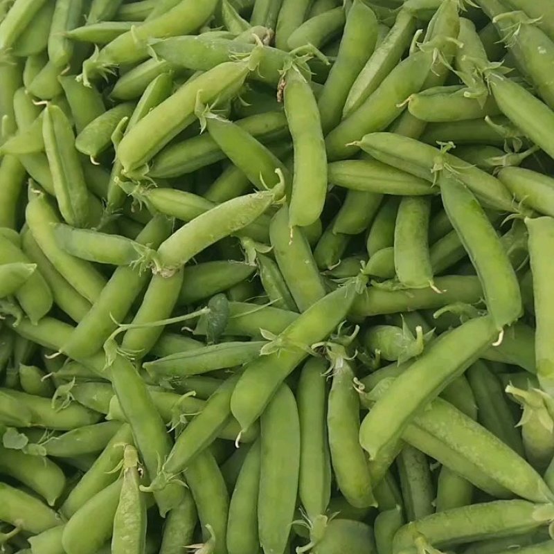 豌豆角盛产基地，欢迎各地老板合作共赢！