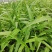 纯紫花三叉白芨一到三年驯化苗，规格齐全，量大价格优惠