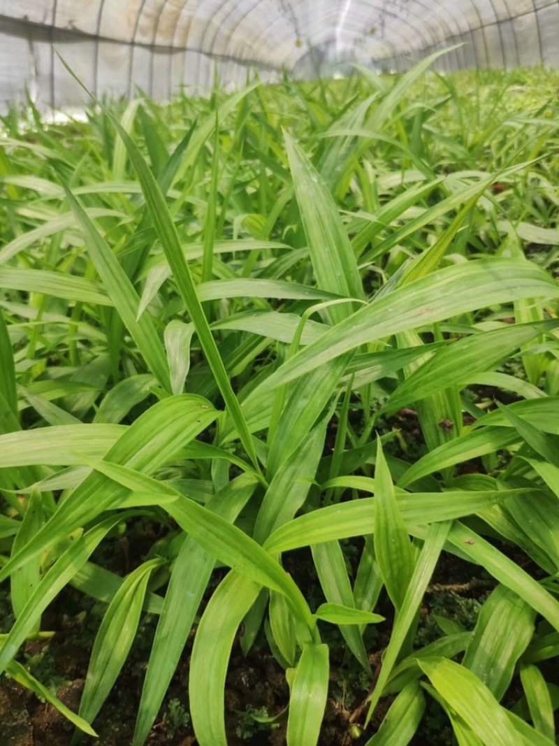 纯紫花三叉白芨一到三年驯化苗，规格齐全，量大价格优惠
