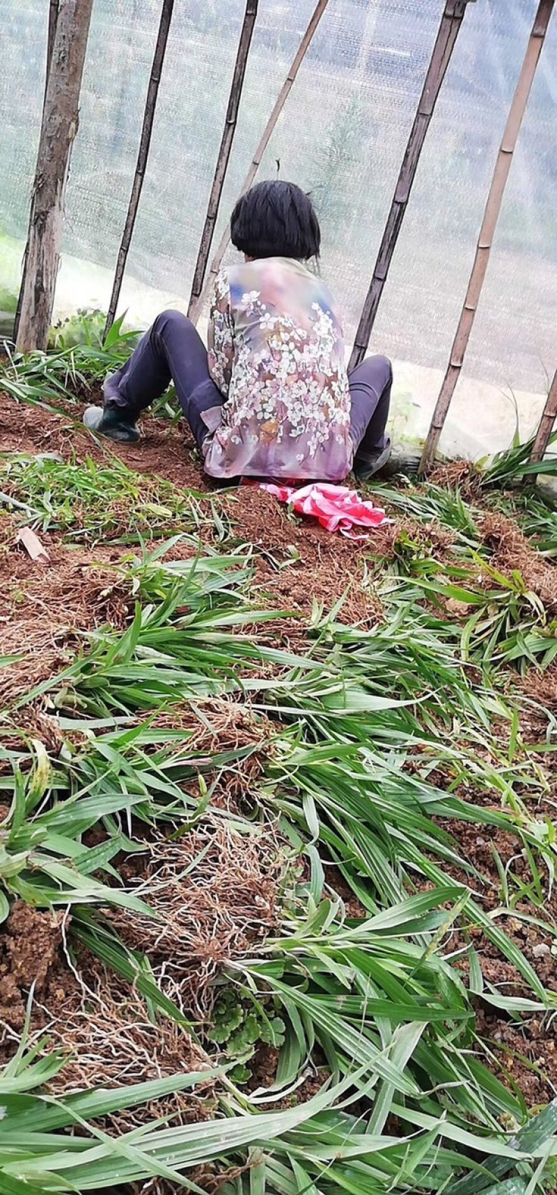 纯紫花三叉白芨一到三年驯化苗，规格齐全，量大价格优惠