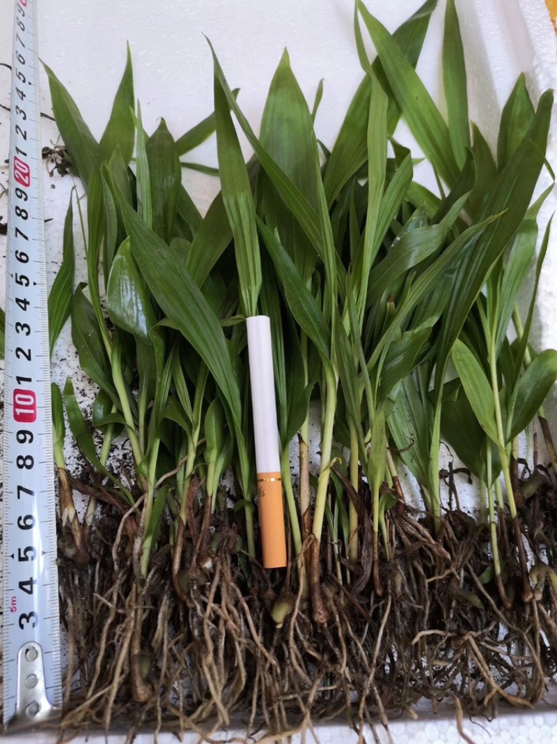 纯紫花三叉白芨一到三年驯化苗，规格齐全，量大价格优惠