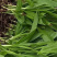 纯紫花三叉白芨一到三年驯化苗，规格齐全，量大价格优惠