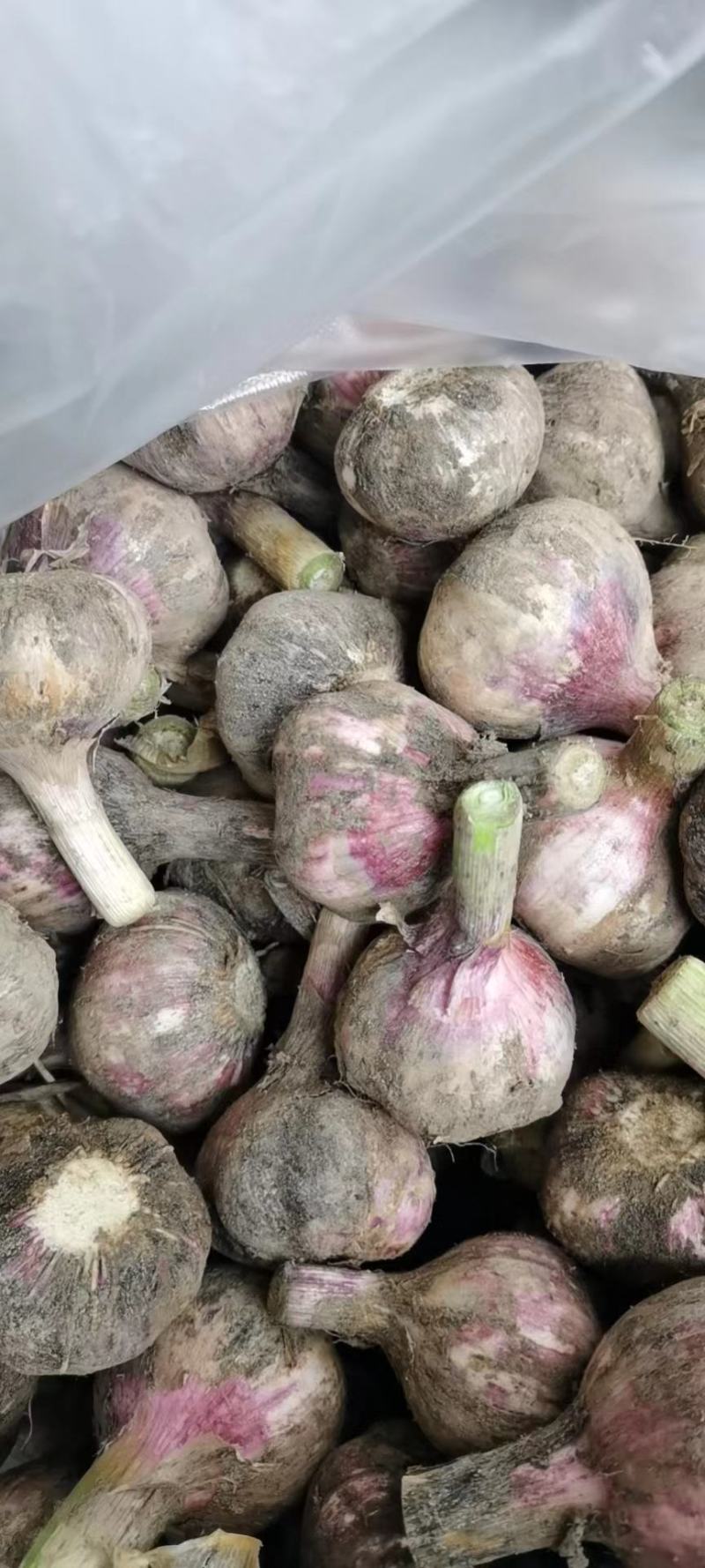大蒜，苗蒜，把蒜，地头直发，产地直达
