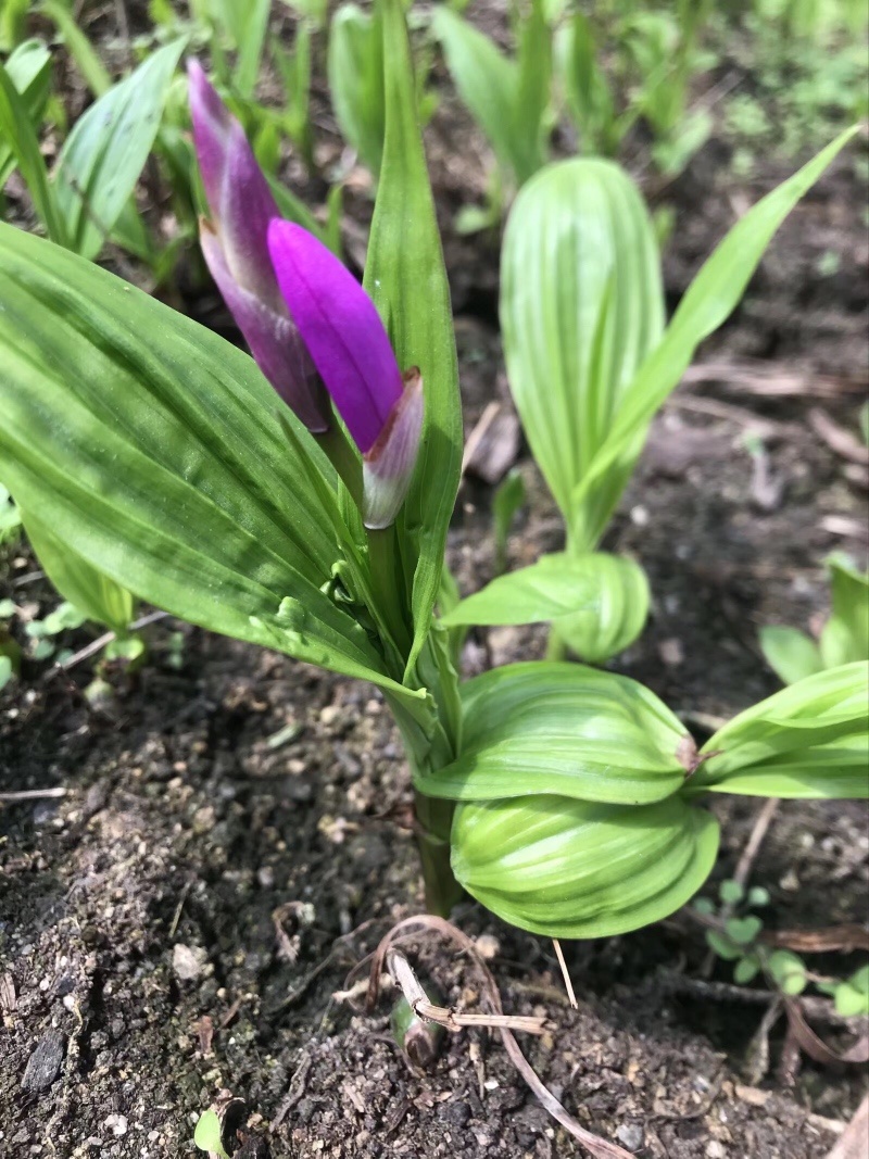 纯紫花三叉白芨一到三年驯化苗，规格齐全，量大价格优惠