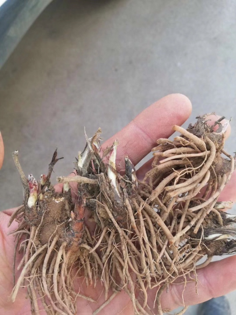 黑皮朱砂点苍术种苗，苗龄一到三年，欢迎咨询。