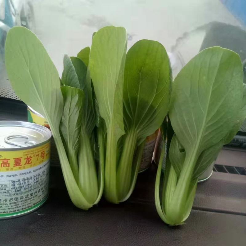 德高夏龙7号青梗菜七号种子耐热青梗菜耐热青菜抗病耐雨