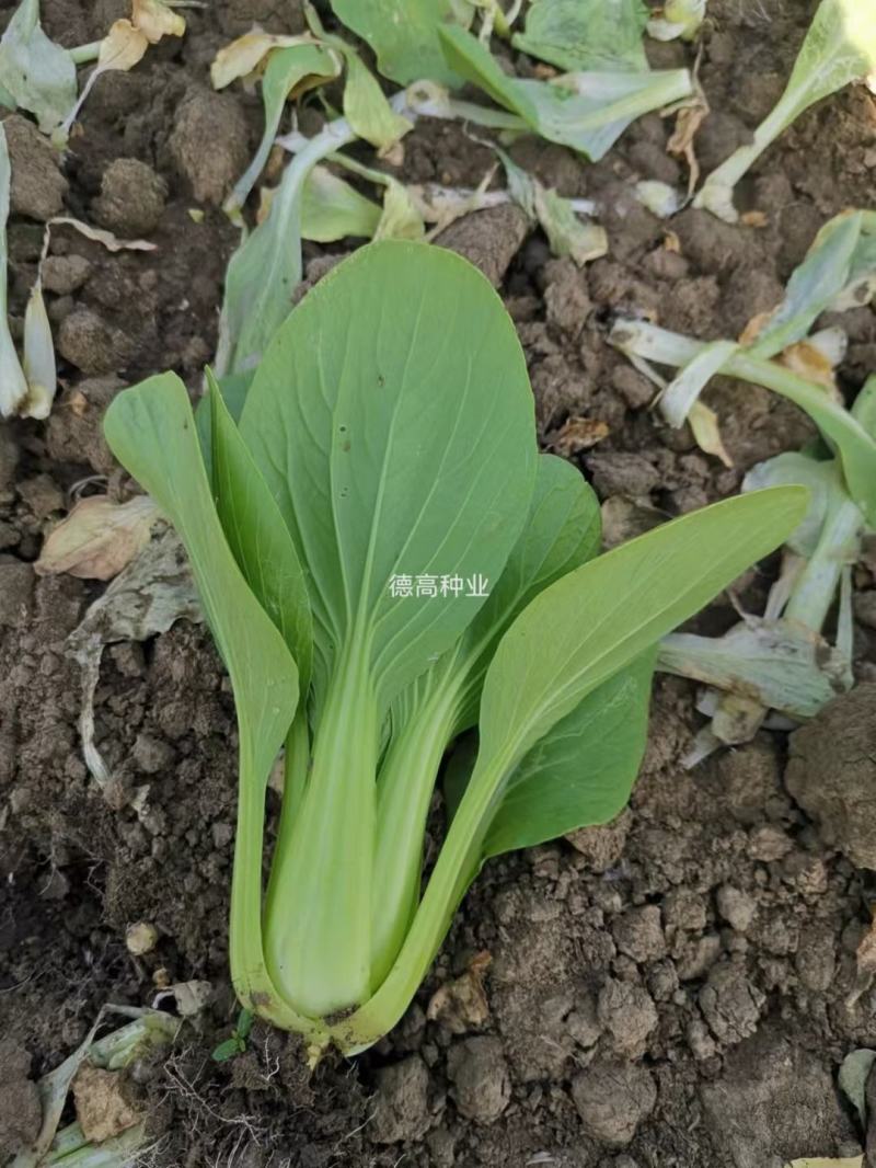 德高夏龙7号青梗菜七号种子耐热青梗菜耐热青菜抗病耐雨