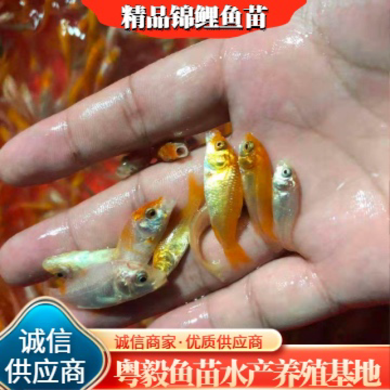 （精选优质）【锦鲤鱼苗】日本锦鲤三色锦鲤成活率高