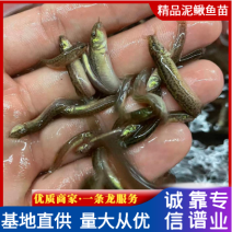 （精选优质一号）泥鳅苗台湾泥鳅送货上门保质保量