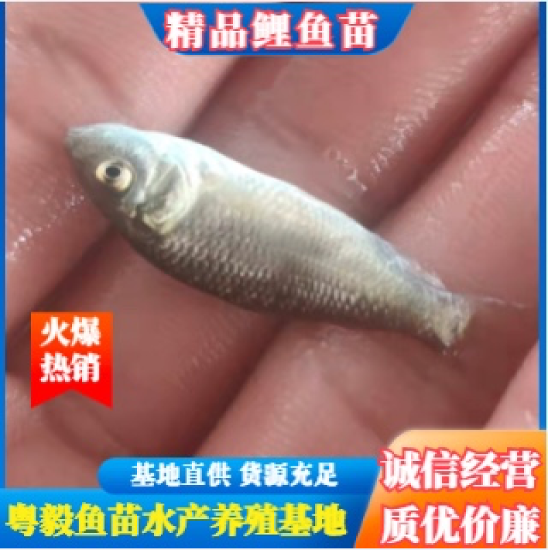 （精选优质）广东鲤鱼苗优质苗种产地直销货源充足