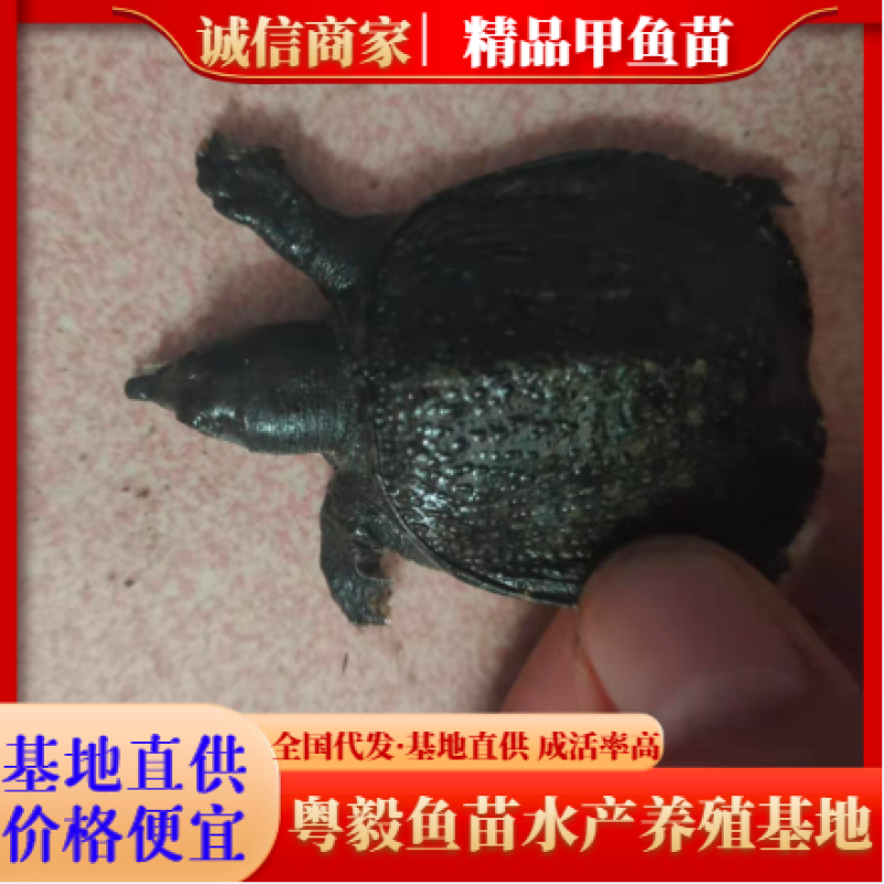【优质】甲鱼苗中华甲鱼苗规格齐全一手货源全国发货