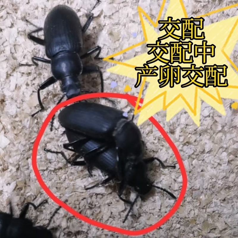 甲壳虫产卵