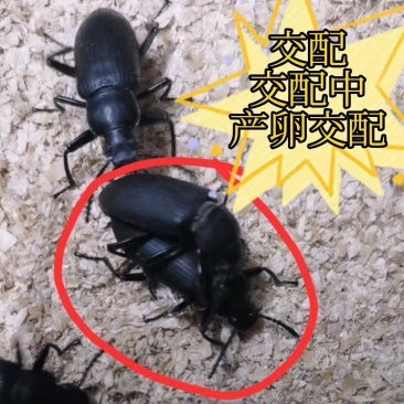 甲壳虫产卵